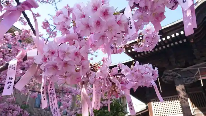 桜神宮の自然