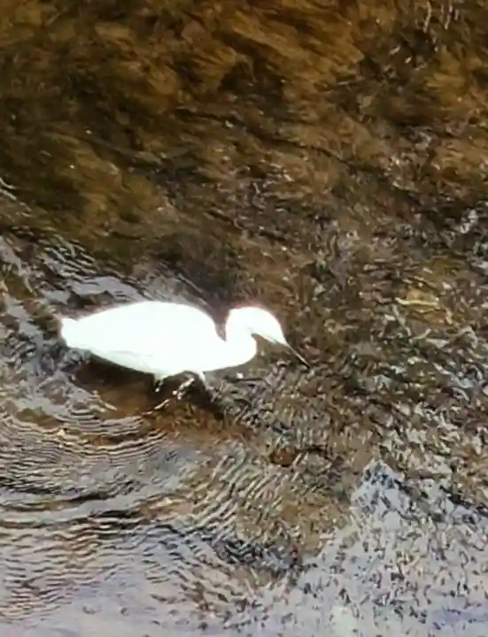 下高井戸八幡神社(東京都)