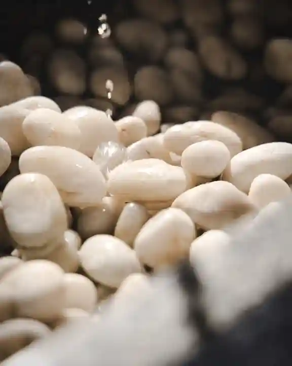 千葉縣護國神社(千葉県)