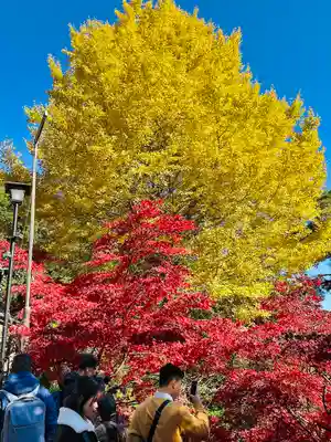 大山寺(神奈川県)