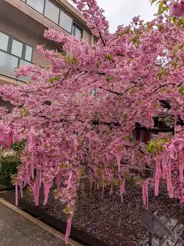 桜神宮(東京都)