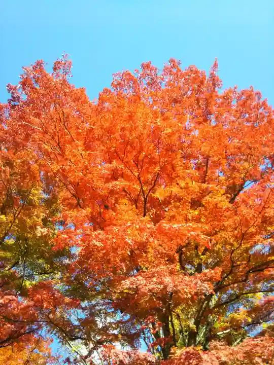 土津神社|こどもと出世の神さまの自然