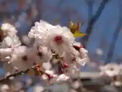 石上寺の自然