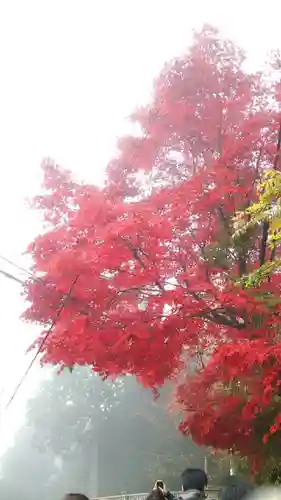 武蔵御嶽神社の自然