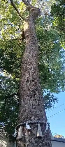 金ヶ作熊野神社(千葉県)