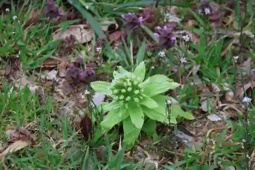 鹿島大神宮の自然