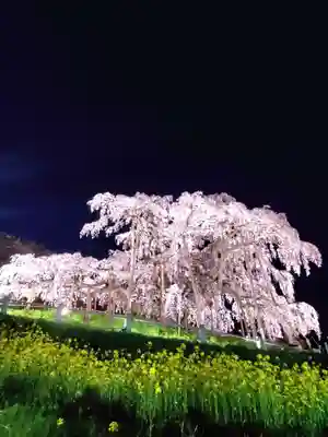 瀧桜神明宮(福島県)