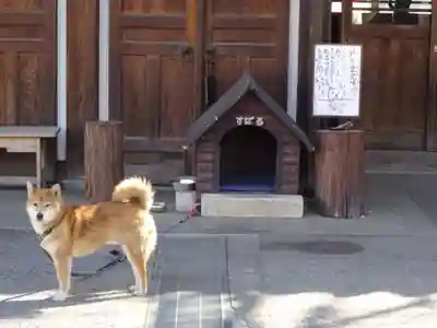 感通寺の動物