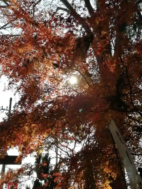 間々田八幡宮の自然