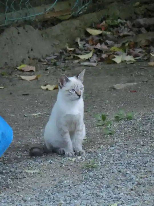 和泉國一之宮 大鳥大社の動物