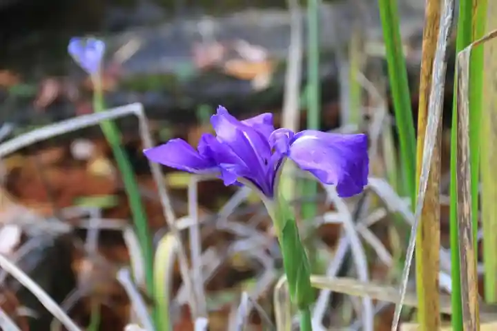 鹿島大神宮の自然