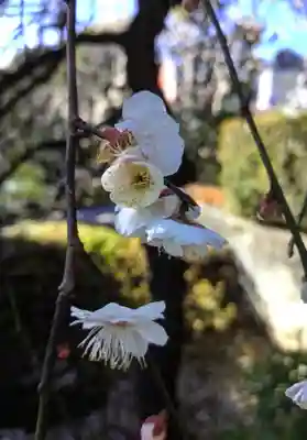 東長谷寺　薬王院(東京都)