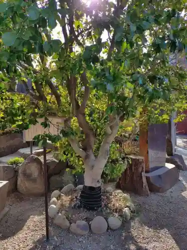 鎮守氷川神社の自然