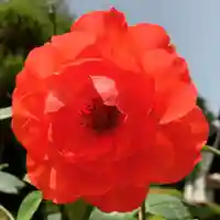 豊景神社の自然