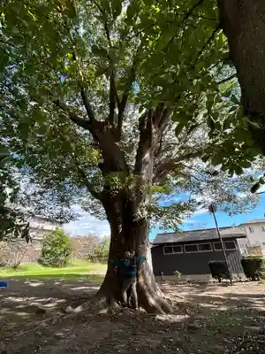 縣諏訪神社の自然