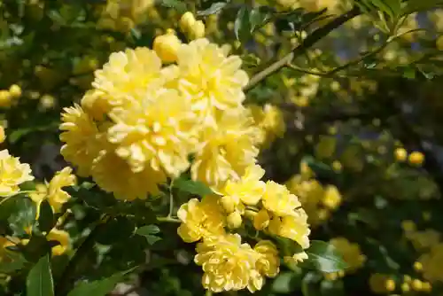 三輪神社の自然