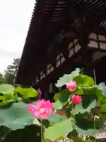 唐招提寺の自然