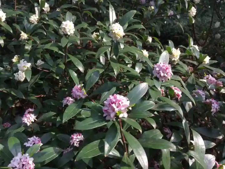 靖國神社の自然