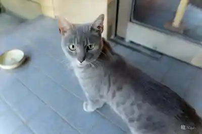 月山神社(岩手県)