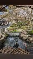 妙顯寺（妙顕寺）(京都府)