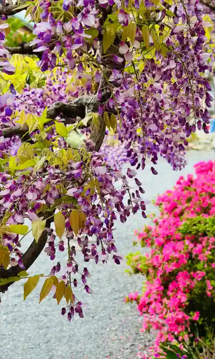 曼陀羅寺の自然
