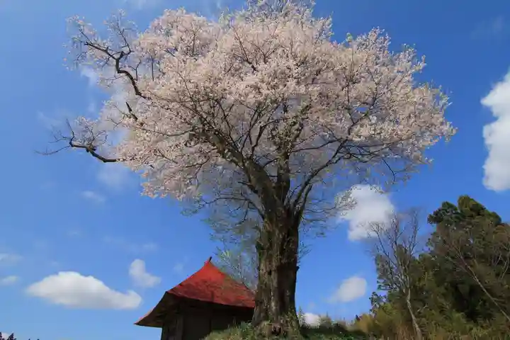 十一面観音堂の自然