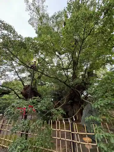 浜松八幡宮(静岡県)