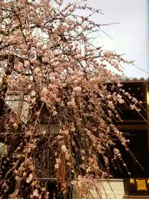 妙法寺(東京都)