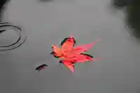 三春大神宮の自然