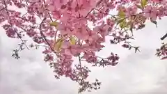 尾張大國霊神社（国府宮）の自然