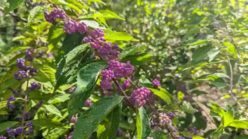 平野神社(京都府)
