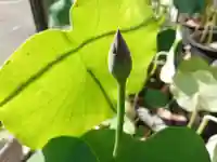 極楽山 浄土寺の自然