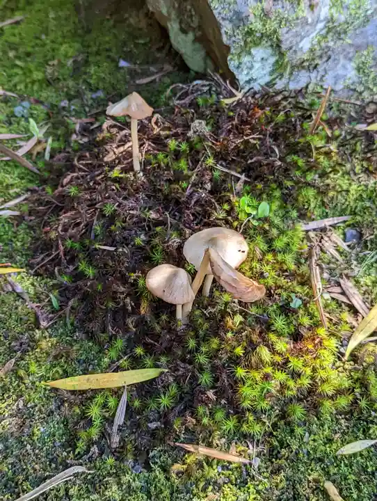 一條殿 新善光寺(京都府)