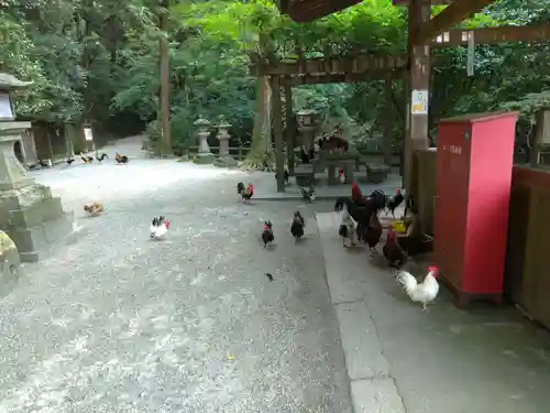石上神宮の動物