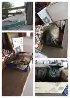 前玉神社の動物