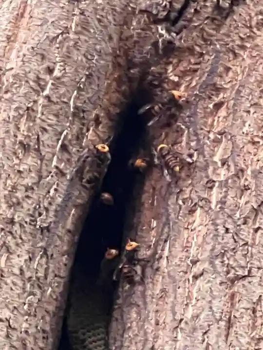 武蔵一宮氷川神社(埼玉県)