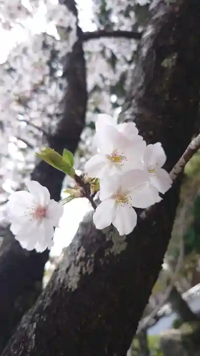 金泉寺の{uncategorized: "未分類", other: "その他", undefined: "問題あり", building: "その他建物", grave: "お墓", sacred_gate: "鳥居", guardian: "狛犬", statue: "像", buddha: "仏像", history: "歴史", nature: "自然", garden: "庭園", animal: "動物", pagoda: "塔", temizu: "手水舎", mountain_gate: "山門・神門", sanctuary: "本殿・本堂", subordinate: "末社・摂社", art: "芸術", scenery: "景色", jizo: "地蔵", ema: "絵馬", goshuin: "御朱印", omikuji: "おみくじ", items: "授与品その他", amulet: "お守り", goshuincho: "御朱印帳", eats: "食事", festival: "お祭り", votive_dance: "神楽", shichigosan: "七五三参", wedding: "結婚式", experience: "体験その他", initially: "初詣", around: "周辺", anti_infection: "感染症対策"}