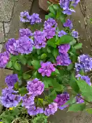 今戸神社の自然