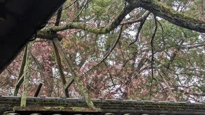 十輪寺(京都府)