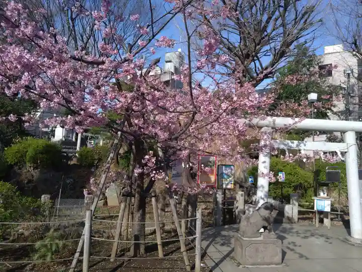 鳩森八幡神社の自然