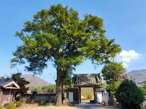 西方寺（さざんかの寺）の自然