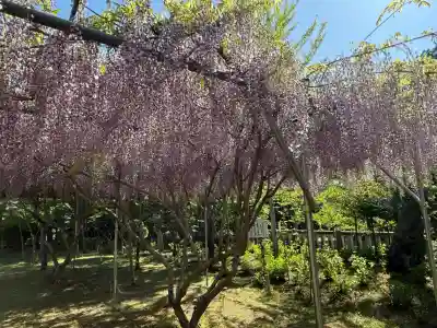 茨城縣護國神社(茨城県)