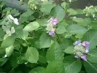 御霊神社の自然