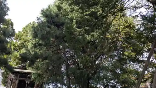 五十橿神社の自然