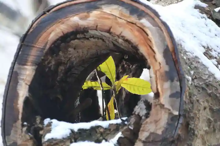 阿邪訶根神社の自然