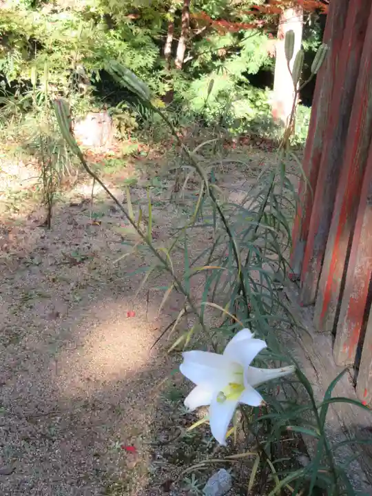 篠葉沢稲荷神社の自然