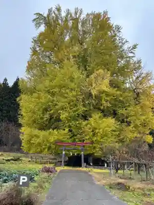 銀杏三寶大荒神(長野県)