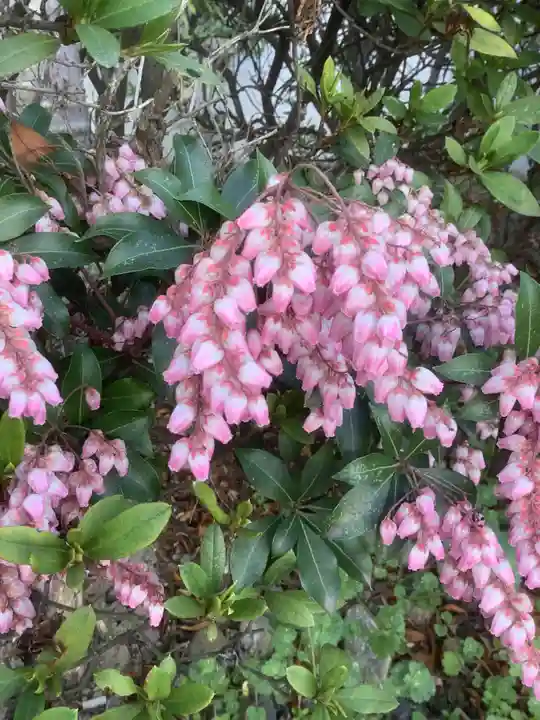 桃ノ木神社の自然