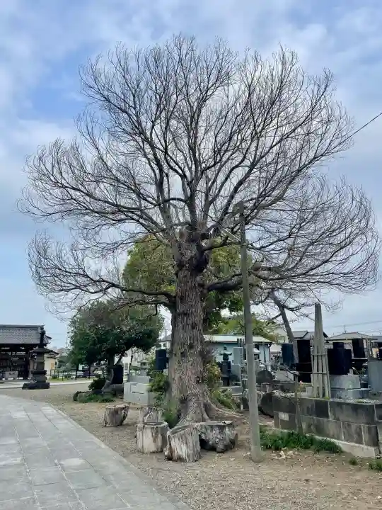 養報寺の{uncategorized: "未分類", other: "その他", undefined: "問題あり", building: "その他建物", grave: "お墓", sacred_gate: "鳥居", guardian: "狛犬", statue: "像", buddha: "仏像", history: "歴史", nature: "自然", garden: "庭園", animal: "動物", pagoda: "塔", temizu: "手水舎", mountain_gate: "山門・神門", sanctuary: "本殿・本堂", subordinate: "末社・摂社", art: "芸術", scenery: "景色", jizo: "地蔵", ema: "絵馬", goshuin: "御朱印", omikuji: "おみくじ", items: "授与品その他", amulet: "お守り", goshuincho: "御朱印帳", eats: "食事", festival: "お祭り", votive_dance: "神楽", shichigosan: "七五三参", wedding: "結婚式", experience: "体験その他", initially: "初詣", around: "周辺", anti_infection: "感染症対策"}