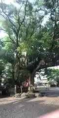 平塚三嶋神社の自然